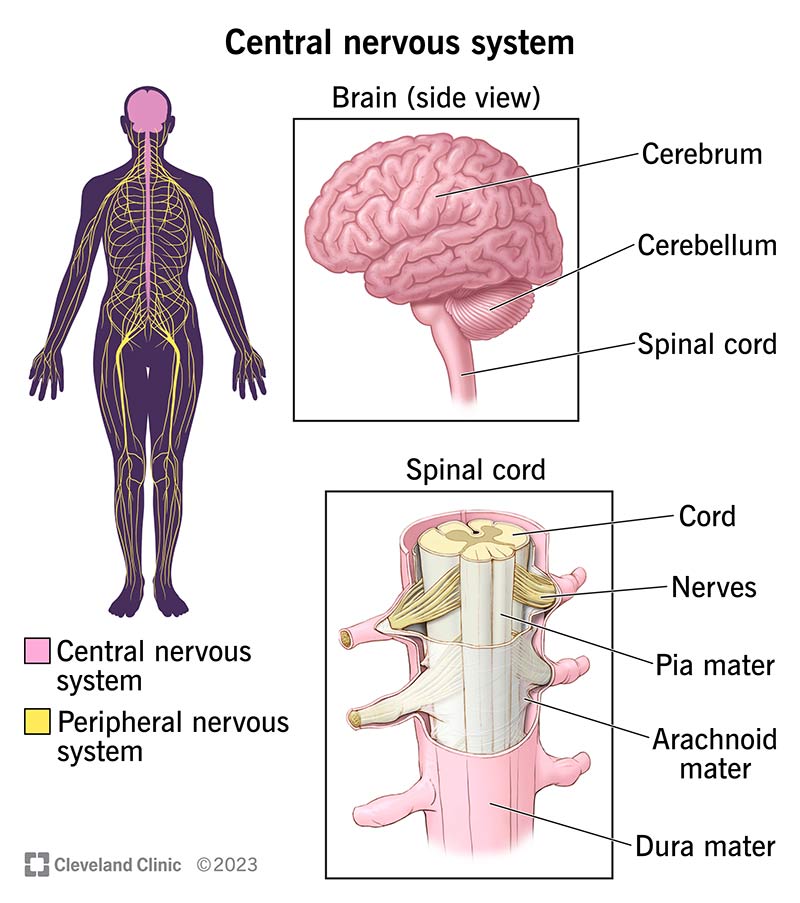 Central Nervous System Diagram